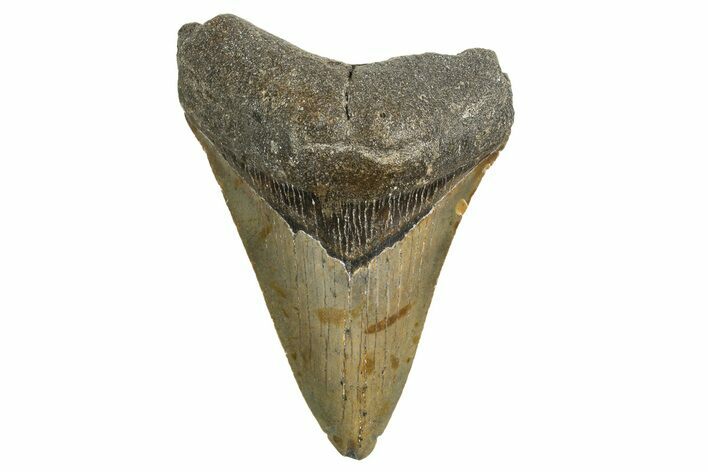Serrated, Fossil Megalodon Tooth - North Carolina #338562